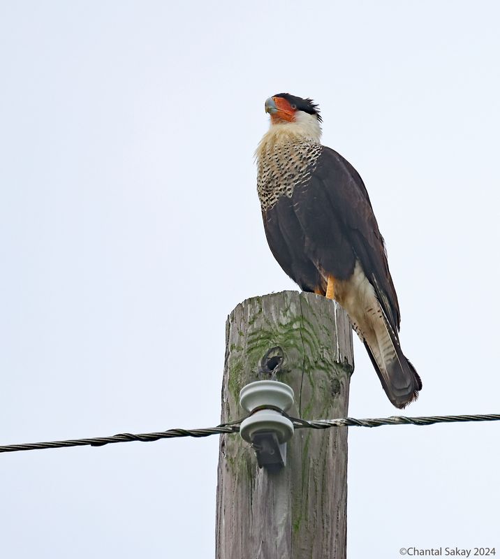 Crested-Caracara