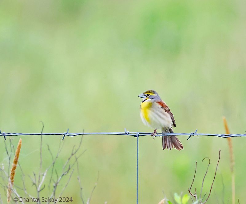 Dickcissel
