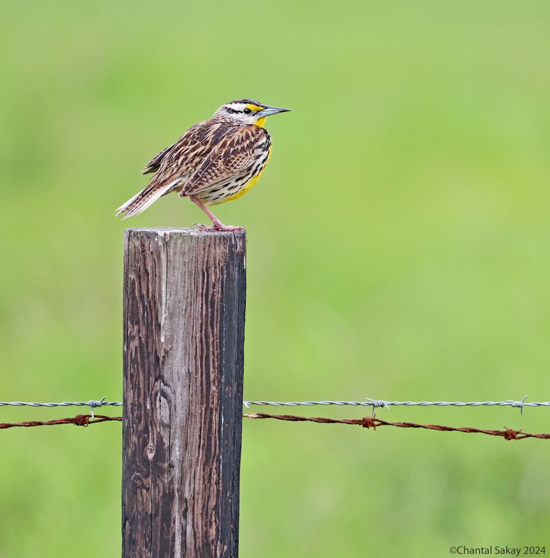 Eastern-Meadowlark