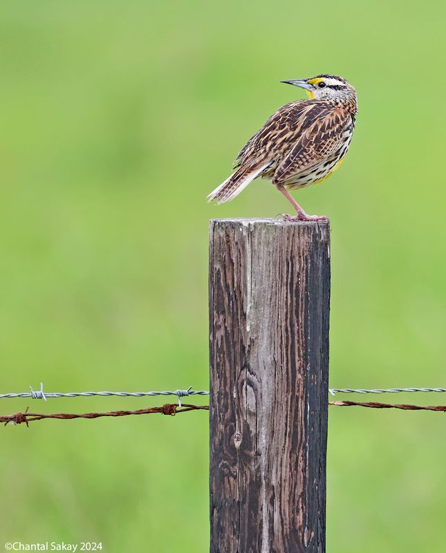Eastern-Meadowlark