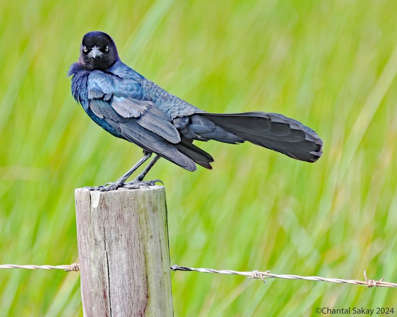 Great-tailed-Grackle
