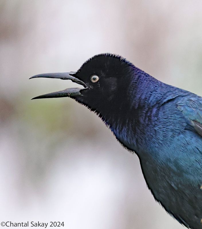 Great-tailed-Grackle