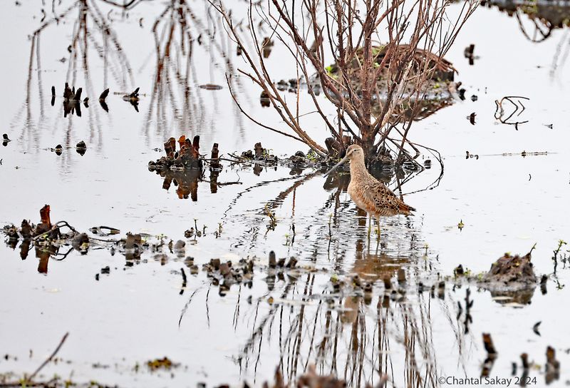 Long-billed-Dowitcher