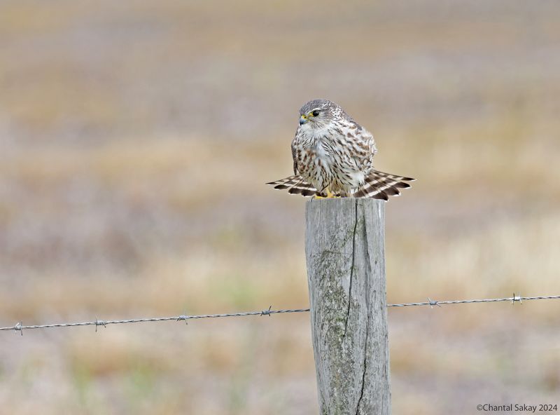 Merlin