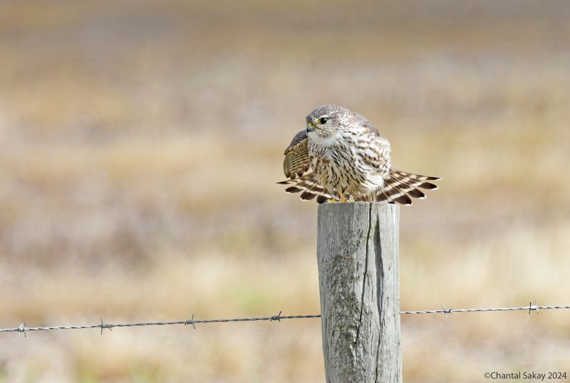Merlin