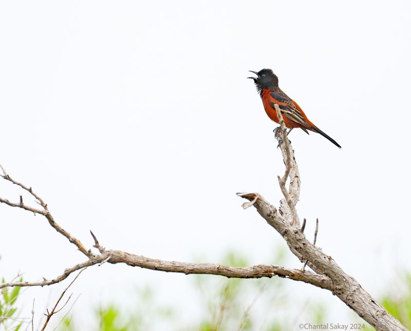 Orchard-Oriole