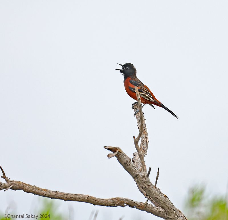 Orchard-Oriole