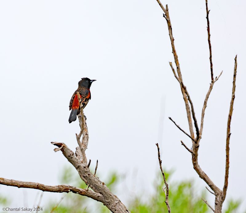Orchard-Oriole
