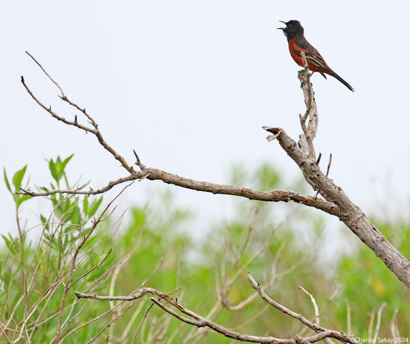 Orchard-Oriole