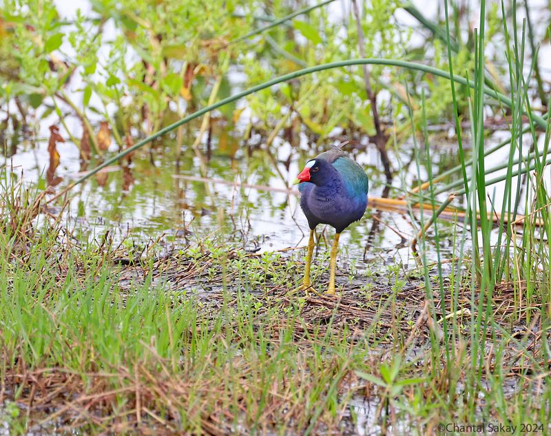 Purple-Gallinule