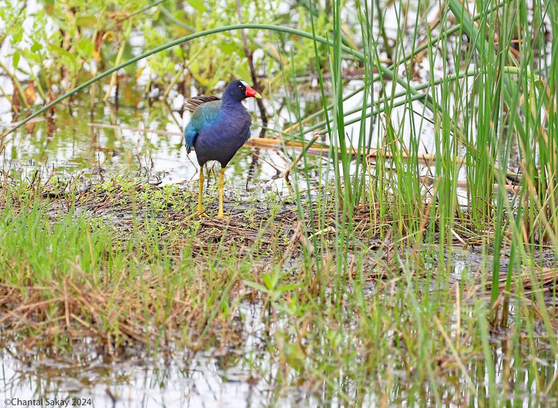 Purple-Gallinule