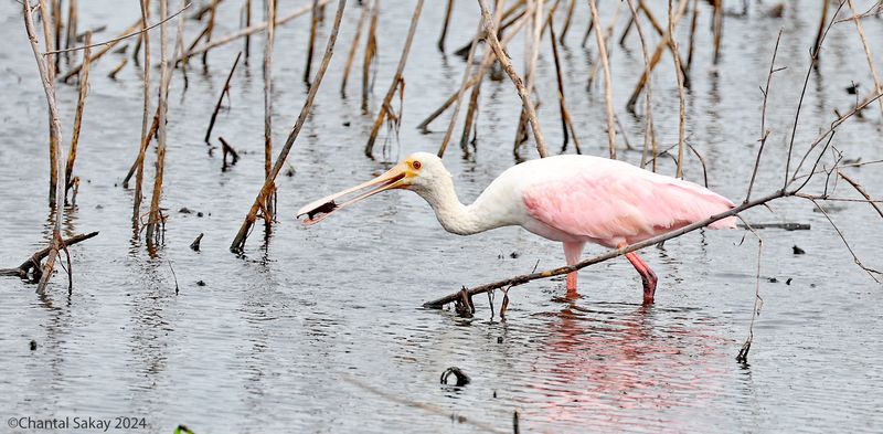 Roseate-Spoonbill