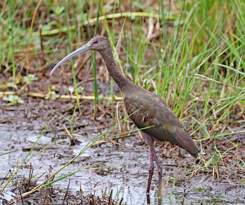 White-faced-Ibis