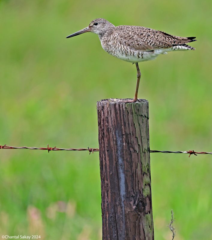 Willet-6