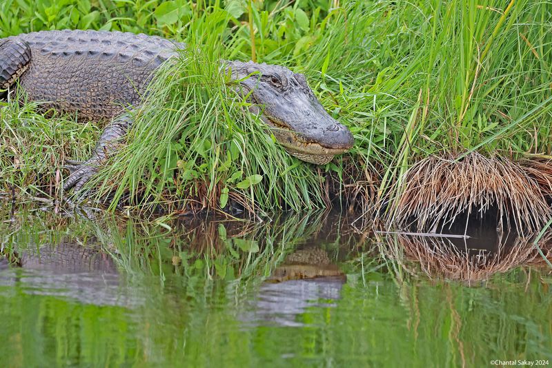 American-Alligator