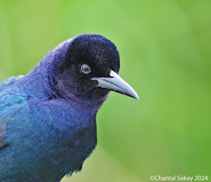 Boat-tailed-Grackle
