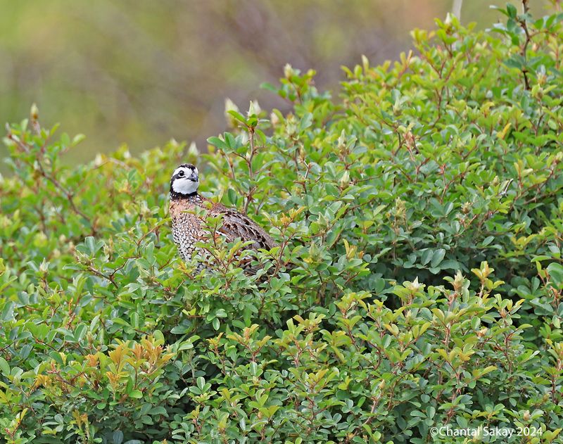 Bobwhite