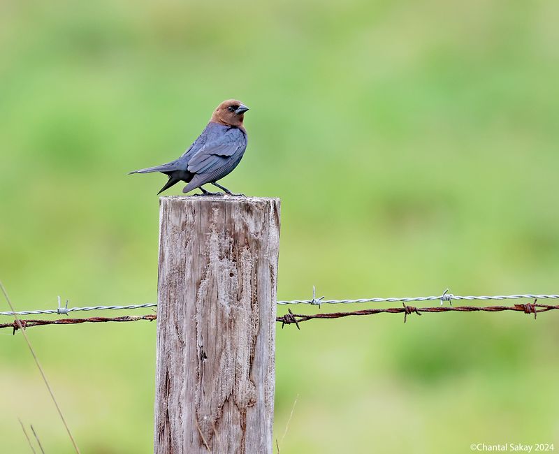 Brown-headed-Cowbird