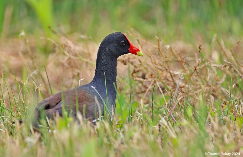 Common-Gallinule