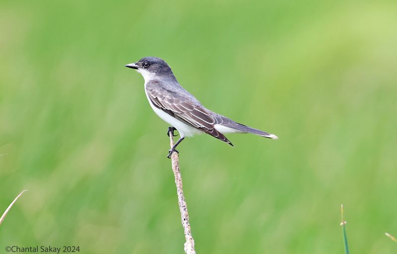 Easstern-Kingbird