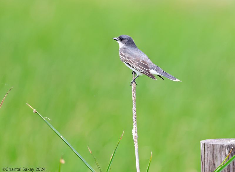 Eastern-Kingbird