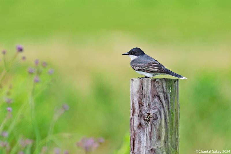 Eastern-Kingbird