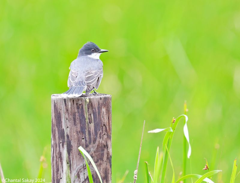 Eastern-Kingbird