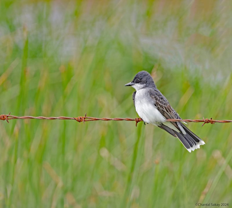 Eastern-Kingbird