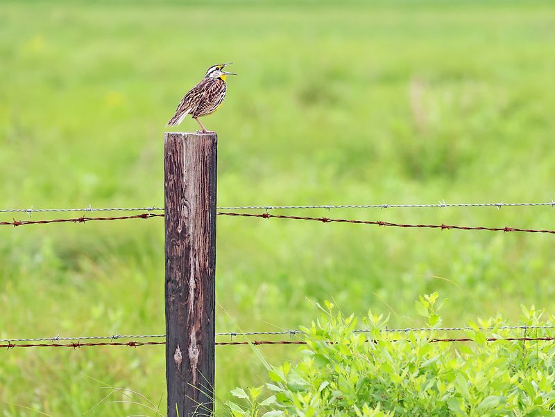 Eastern-Meadowlark