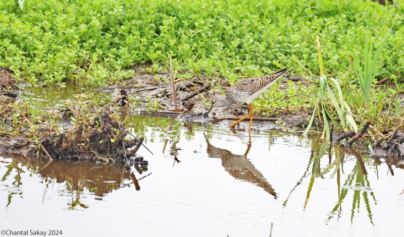 Lesser-Yellowlegs