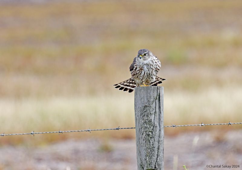 Merlin