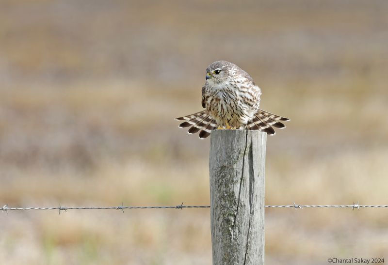 Merlin