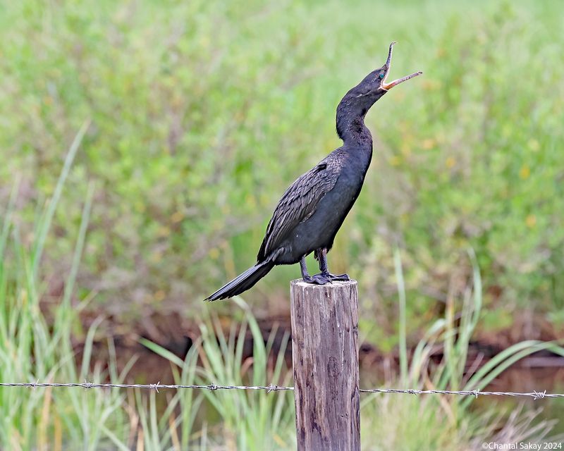 Neotropic-Cormorant