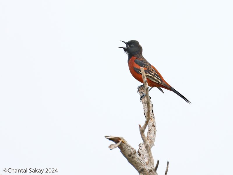 Orchard-Oriole