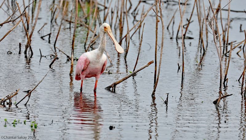 Roseate-Spoonbill