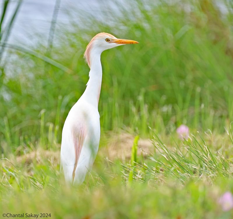 Western-Cattle-Egret