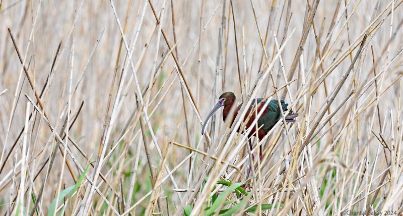 White-faced-Ibis