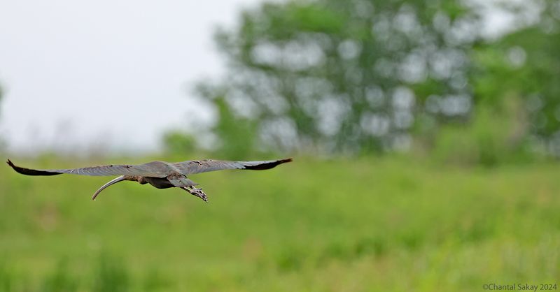 White-faced-Ibis