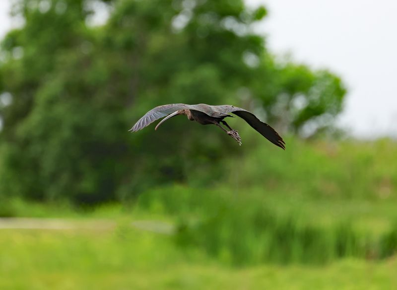 White-faced-Ibis