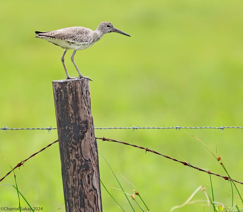 Willet