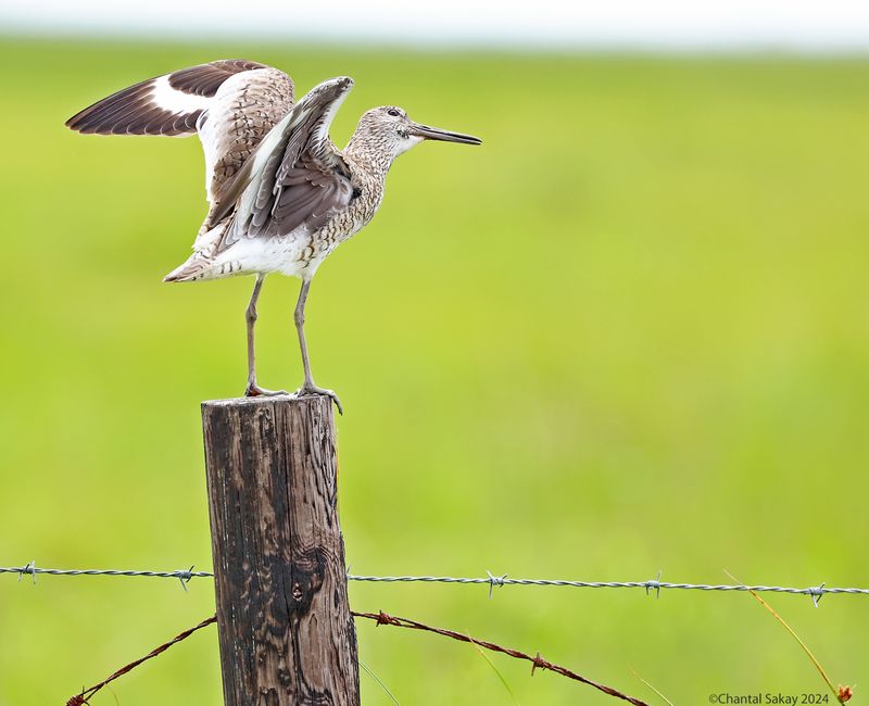 Willet