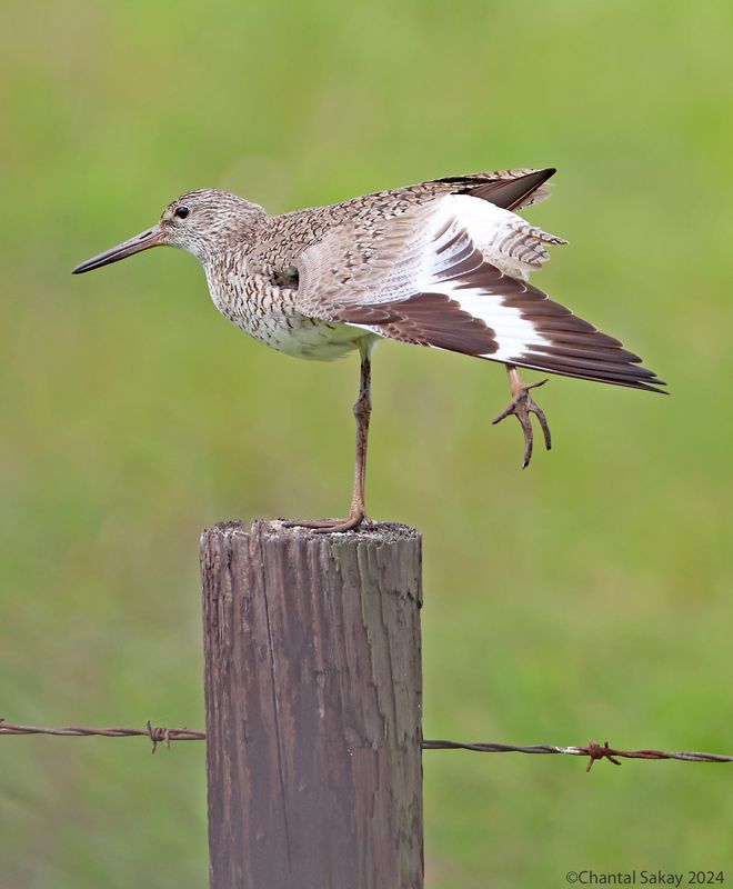 Willet