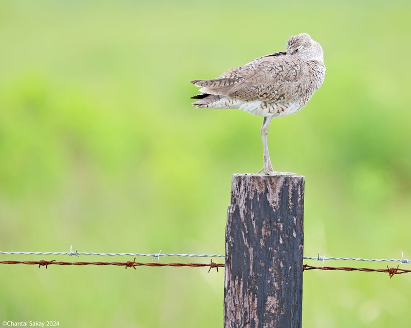 Willet