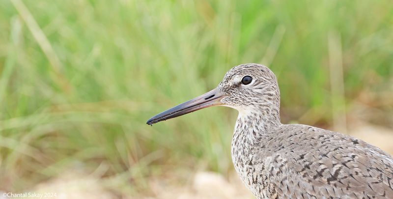 Willet