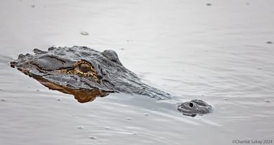 American-Alligator-2.jpg