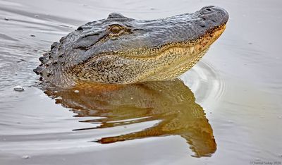 American-Alligator-3.jpg