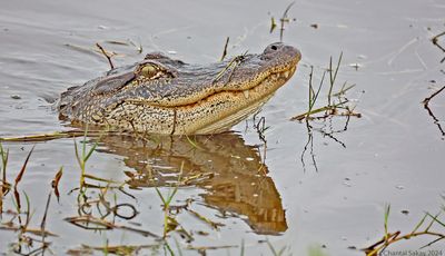 American-Alligator.jpg