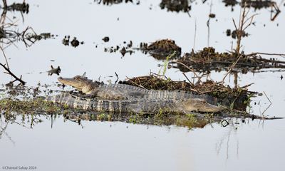 American-Alligators.jpg