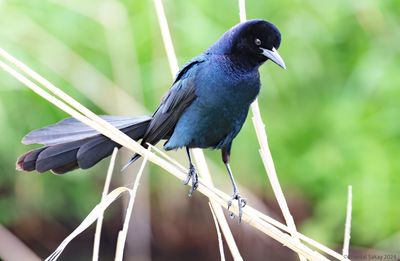 Boat-tailed-Grackle.jpg