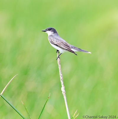 Eastern-Kingbird-5.jpg